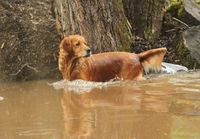 Ella stehend im Wasser